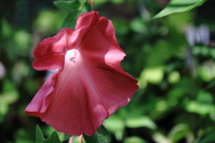 花散歩団十郎２