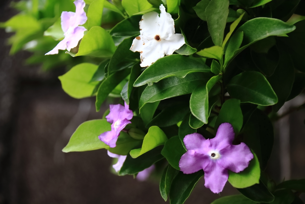 花散歩ニオイバンマツリ