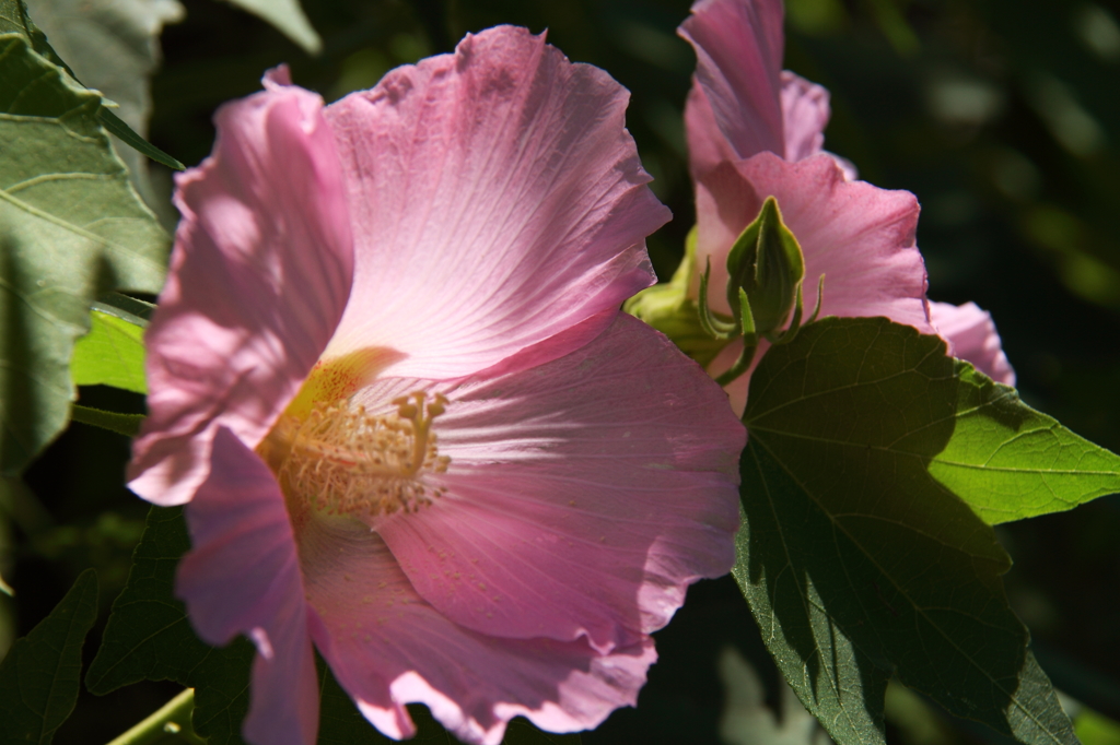 芙蓉3