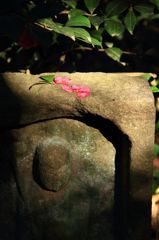 山茶花散って
