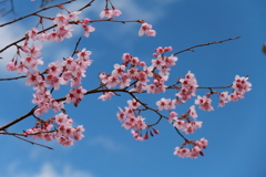 花散歩河津桜３