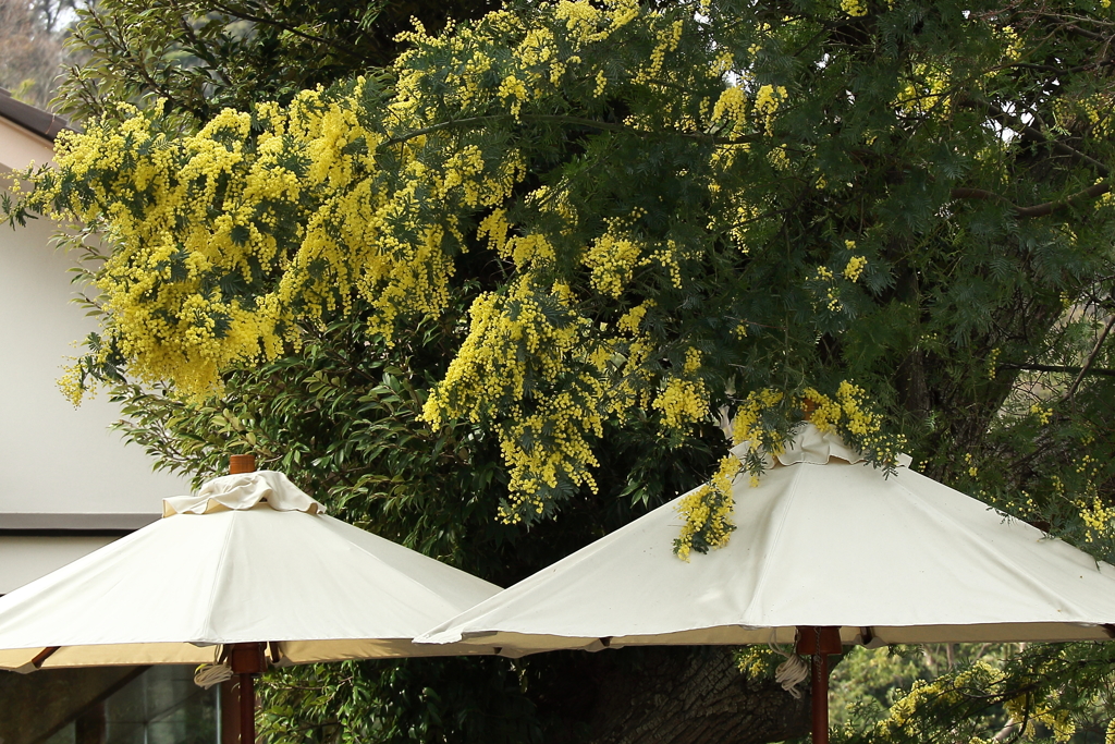 ミモザ垂れて１