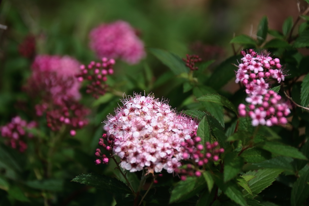 花散歩シモツケ