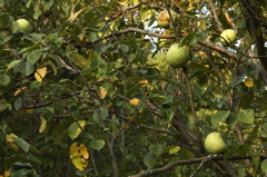 里山に実る　カリン