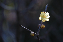 咲き進む蠟梅２