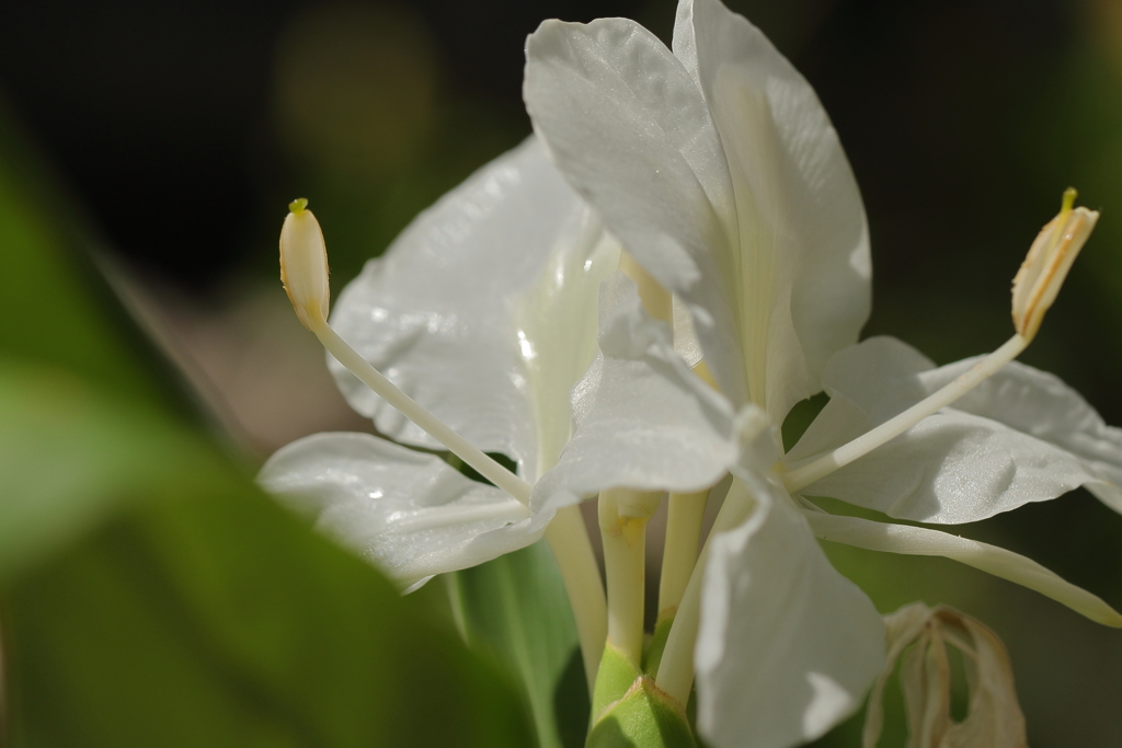 植物園の花　シュクシャ