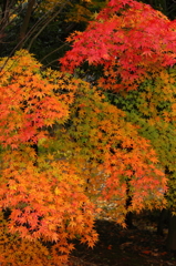 紅葉散歩道４