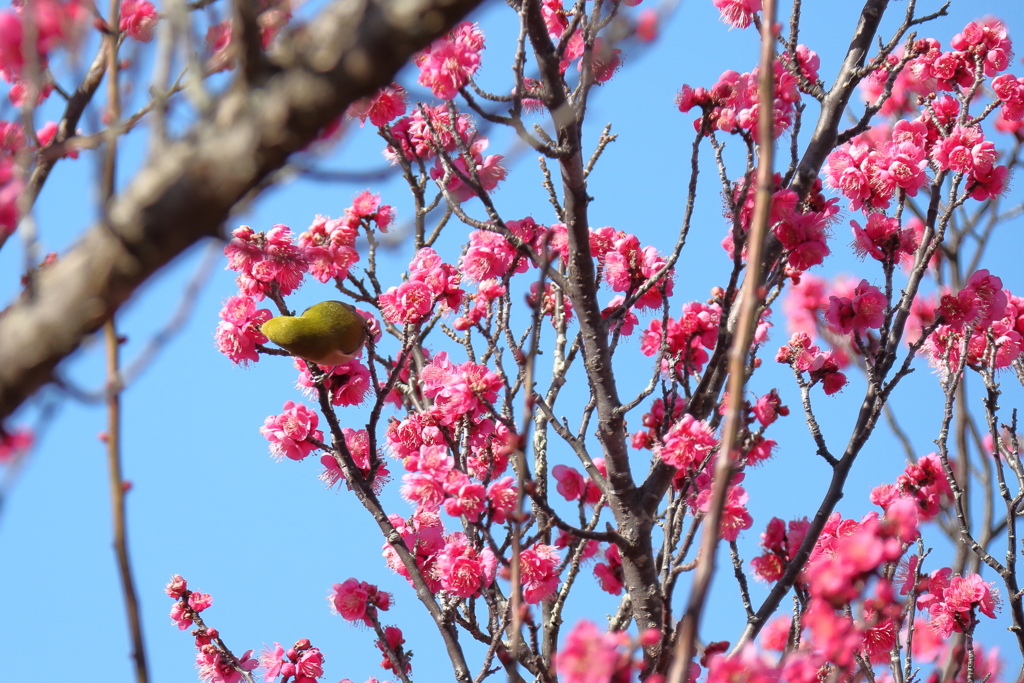 樹上のめじろ１