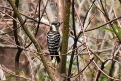 里山の野鳥達コゲラ２