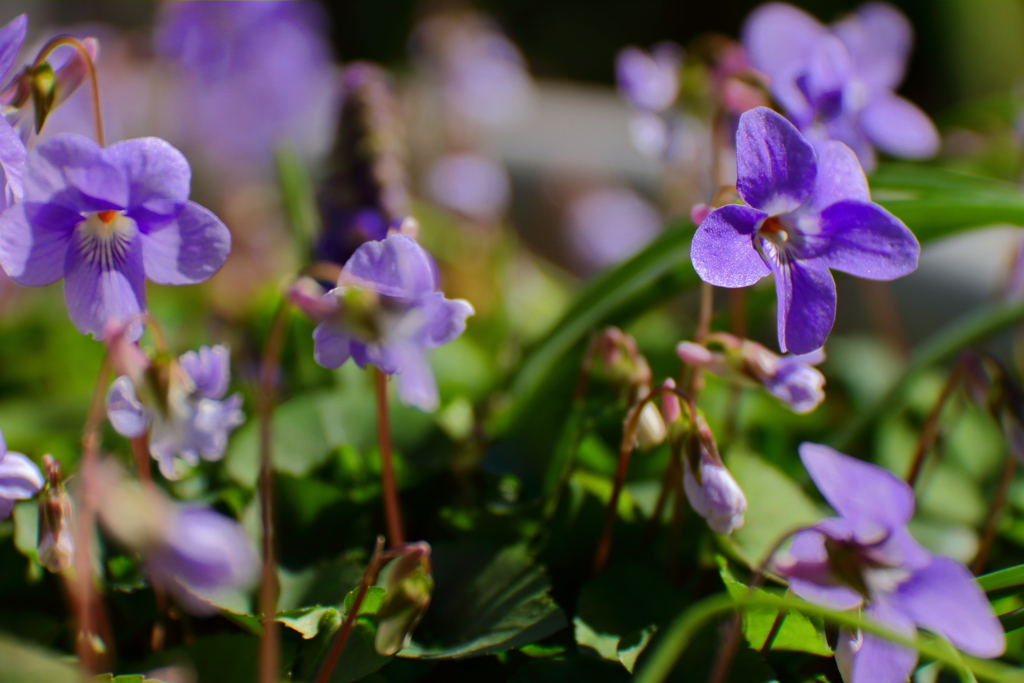 すみれ咲きだす３
