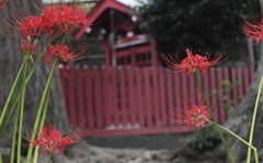 花の歳時記　赤花ヒガンバナ１