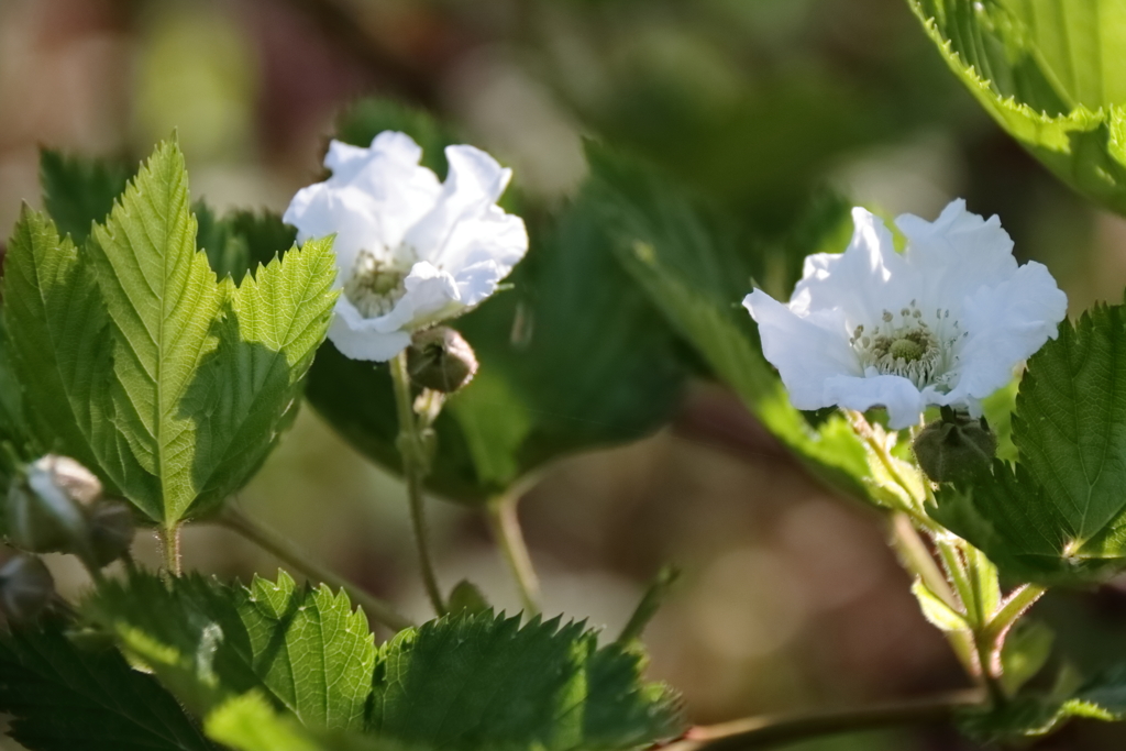花散歩カジイチゴ１