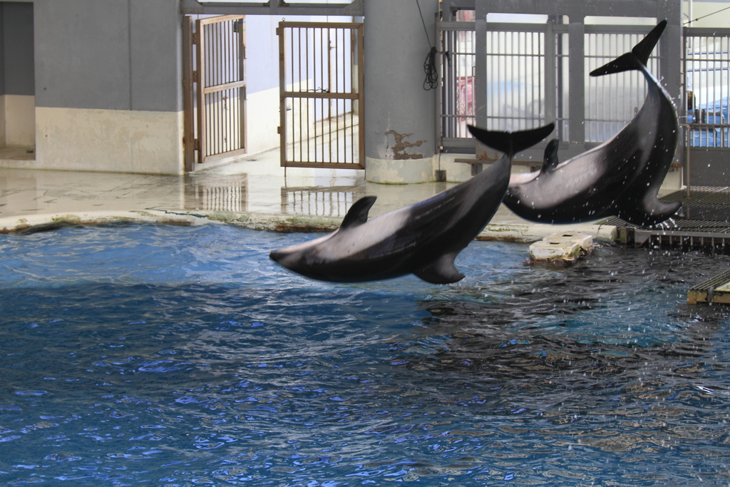 イルカ回る