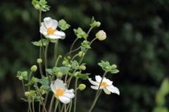 シュウメイギク