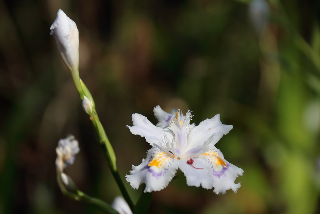木陰にシャガ１