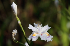 木陰にシャガ１