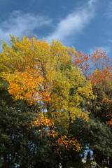 黄葉紅葉