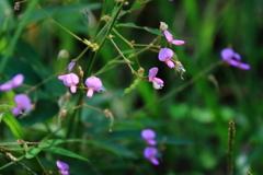 花散歩アレチヌスビトハギ３