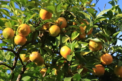 色づく蜜柑