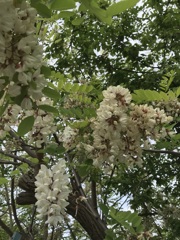 花散歩ハリエンジュ