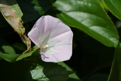 花散歩ヒルガオ１