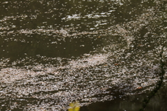 花筏となって７