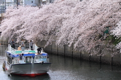 観桜船４