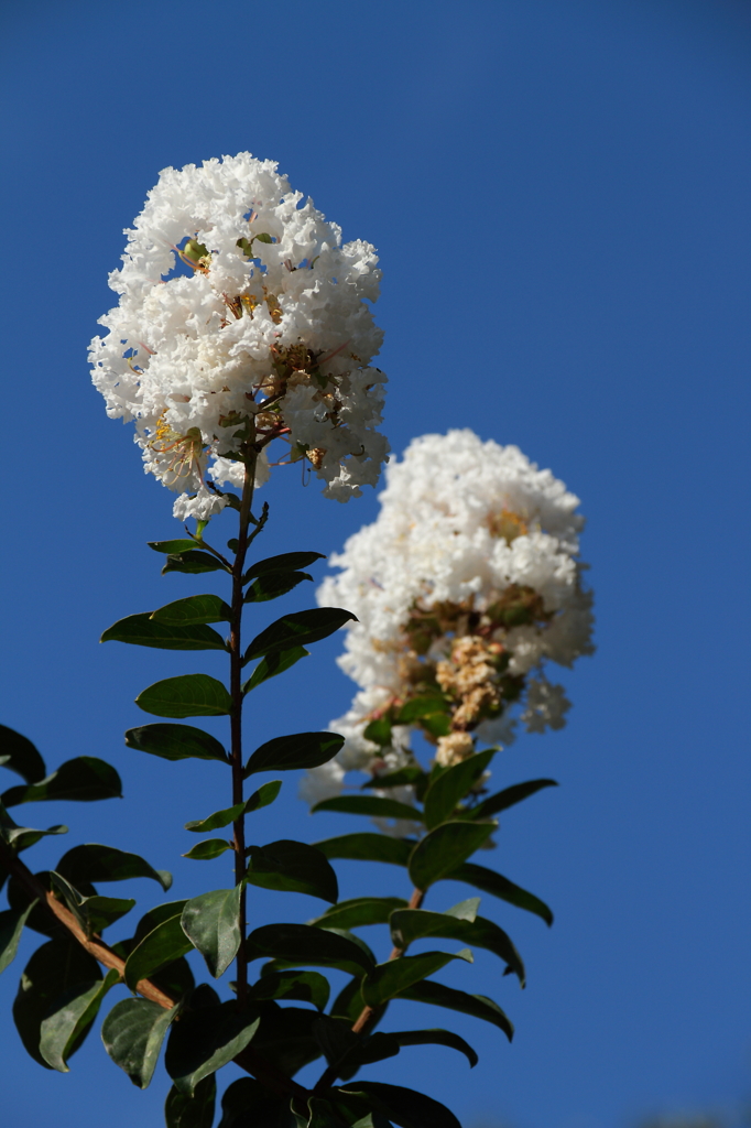 夏の終わりを告げて