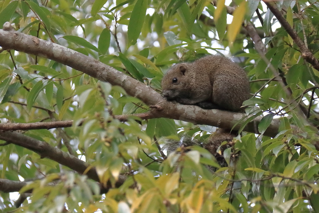 冬眠しないリス1