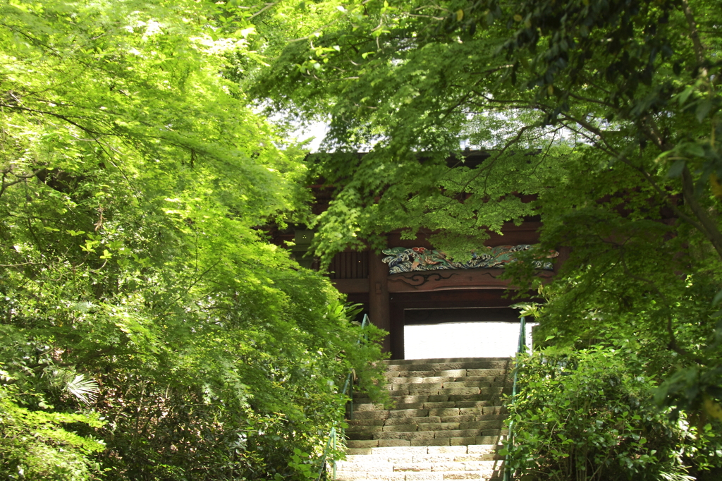 新緑に包まれて２