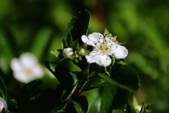公園花壇セイヨウサンザシ１