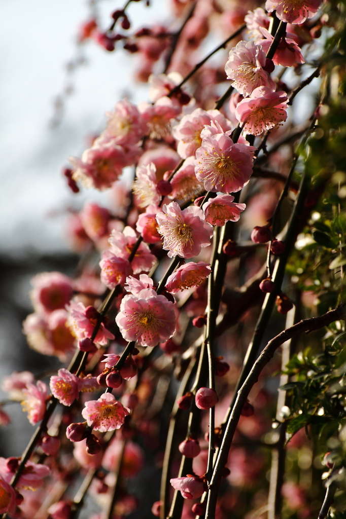 枝垂梅香る