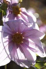 終焉の皇帝ダリア