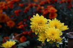 花散歩小菊４