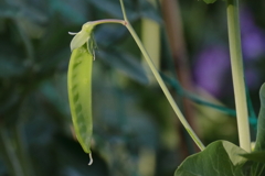 花散歩エンドウ２