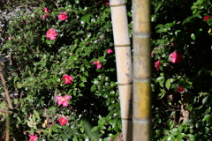 竹とさざんか１