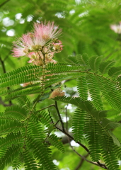 ネムノキの咲く夏