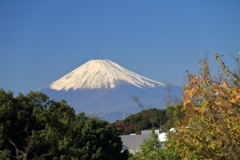今年初の雄姿１