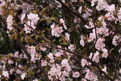 葉桜へ３