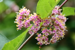 花散歩ムラサキシキブ２