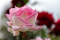 プリンセス　ドゥ　モナコ１