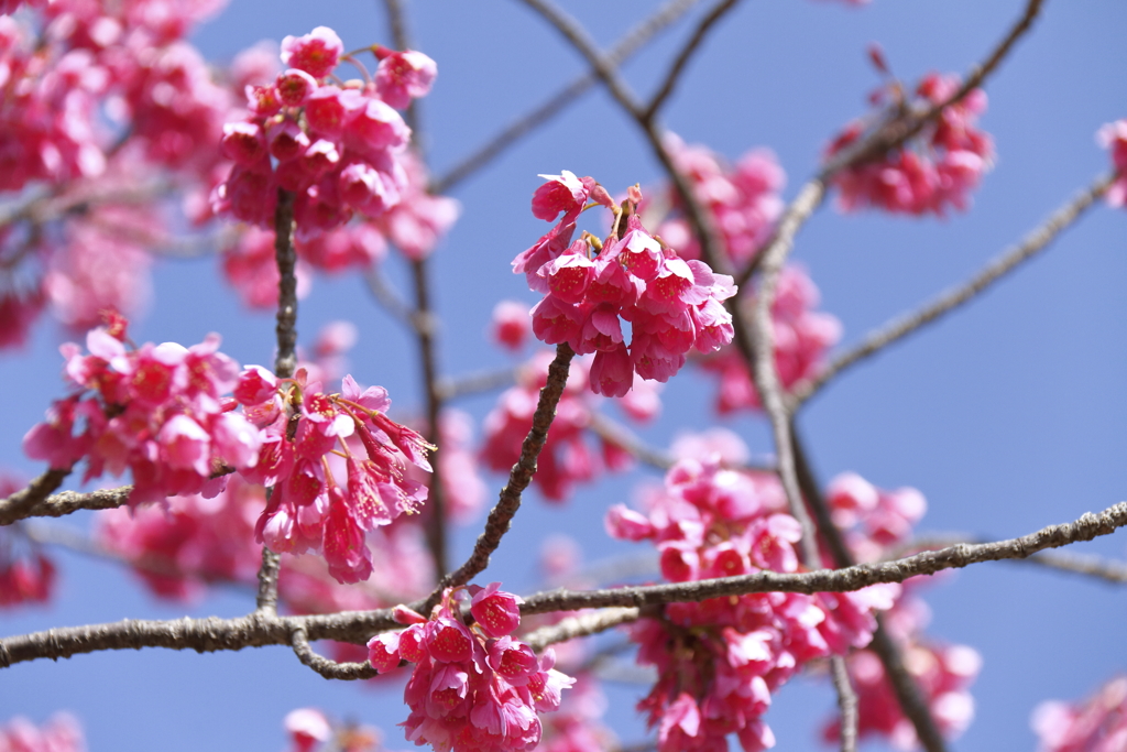 寒緋桜満開３