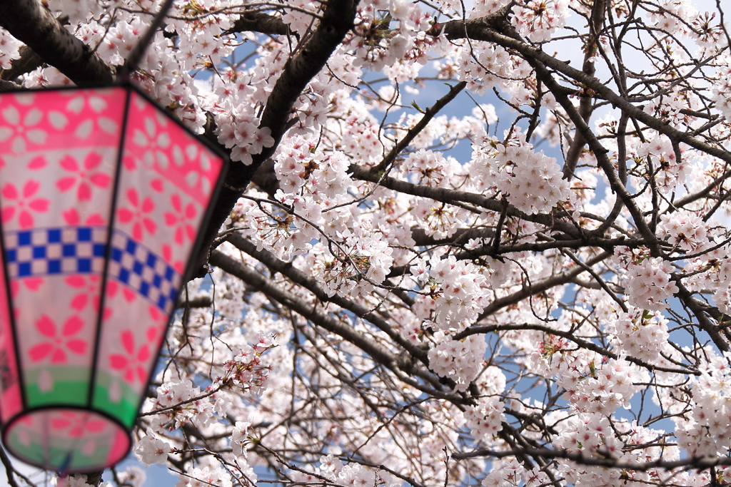 桜祭り