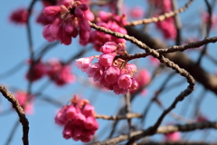 花散歩寒緋桜3