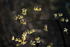 三渓園散策　蝋梅香る