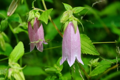 花散歩ホタルブクロ紫１