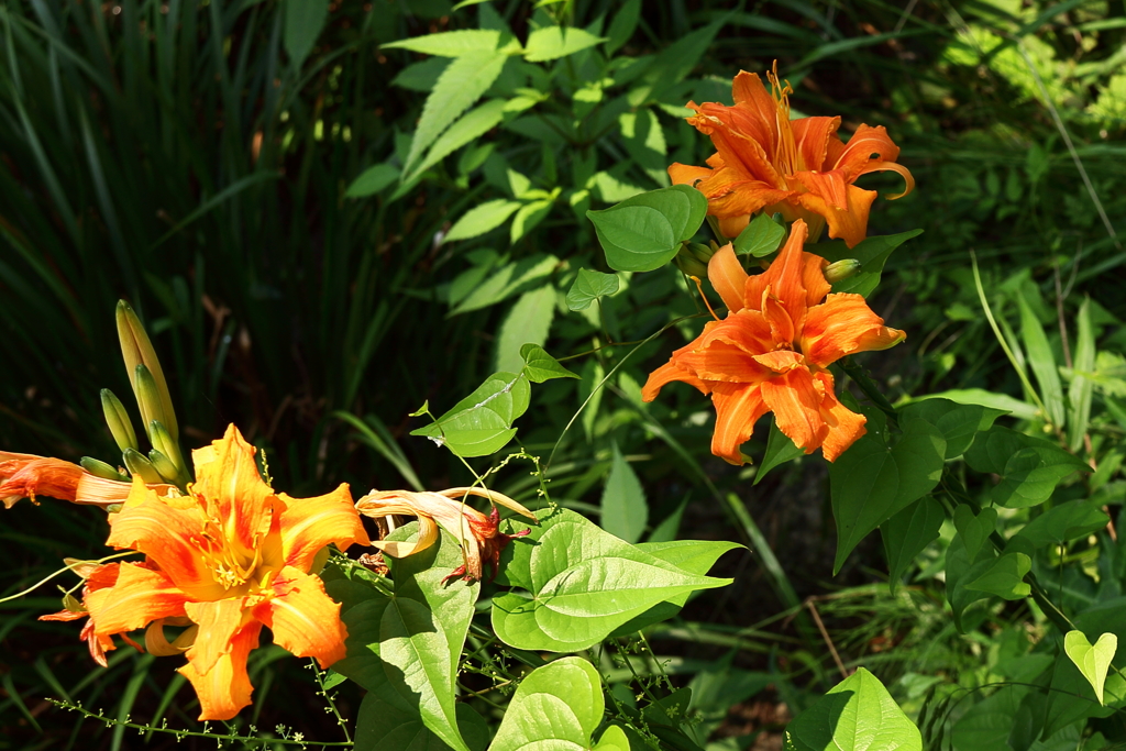 草むらのヤブカンゾウ
