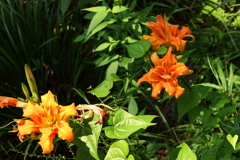 草むらのヤブカンゾウ