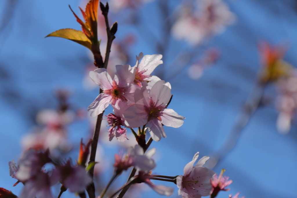 植物園から「けいおうざくら」１