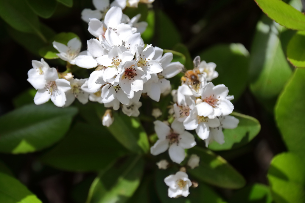 花散歩シャリンバイ１